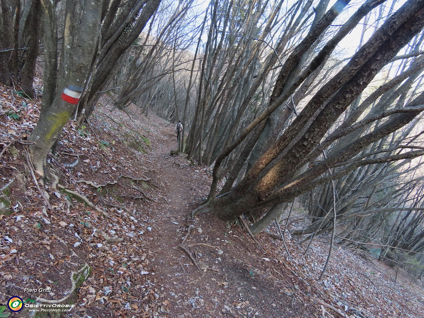 43 Sul sent. 597 in bosco di alti carpini neri.JPG